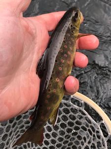 Top Guided Pine Creek Fishing Trips, Brook Trout